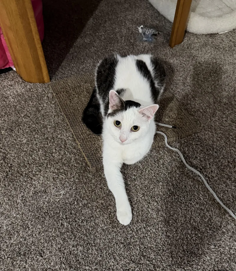 A young medium-sized female White Domestic Short Hair cat named Shiloh for adoption in Mechanicsburg, PA