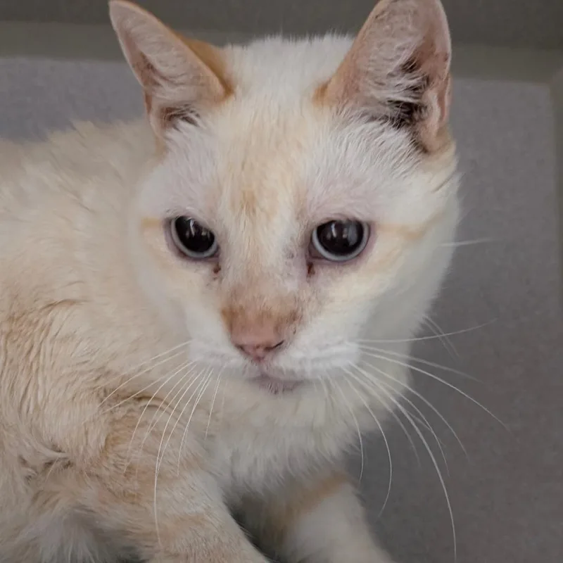 An adult large-sized male Flame Point Domestic Short Hair cat named Butterfinger for adoption in Leander, TX