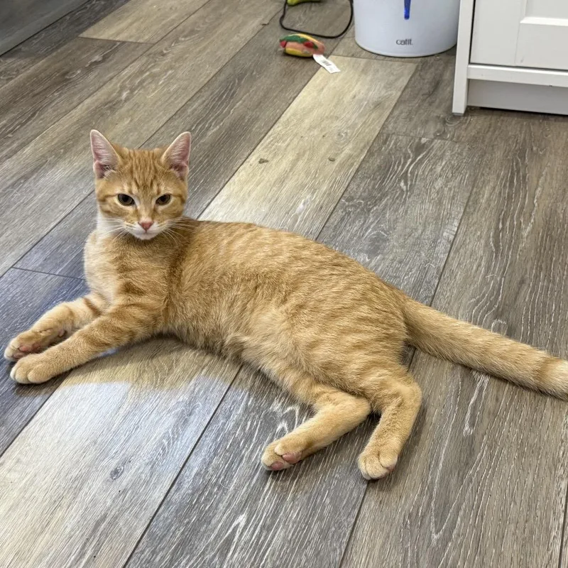 A baby small-sized male Domestic Short Hair cat named Colby for adoption in Georgetown, KY