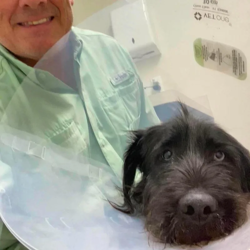 An adult medium-sized male Black Giant Schnauzer dog named Liam for adoption in Houston, TX