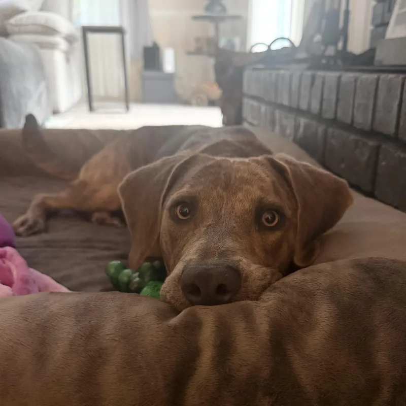 A young medium-sized female Mixed Breed dog named Hera for adoption in Columbia, SC