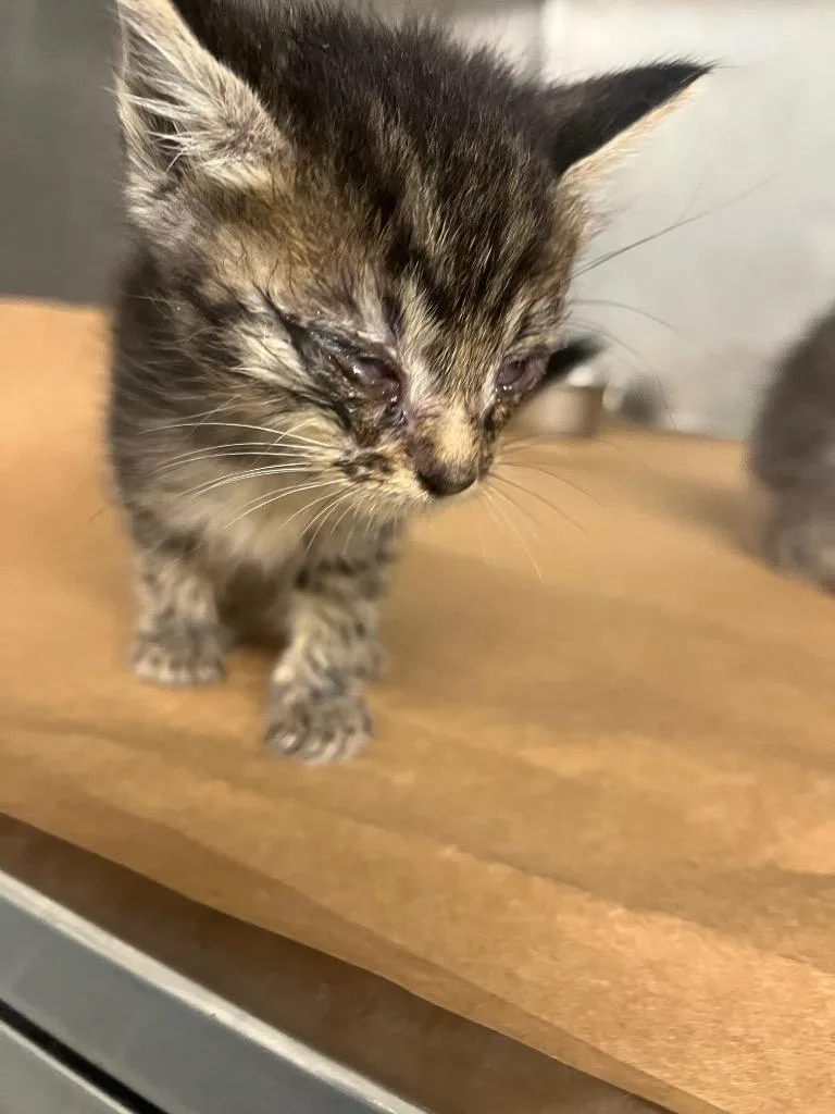 A baby small-sized male Domestic Short Hair cat named Alex for adoption in Cartersville , GA