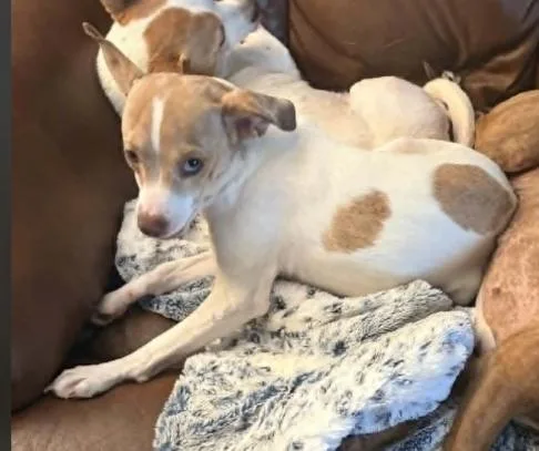 A young small-sized female Chihuahua dog named Misty Chi LOCAL for adoption in Wakefield, RI