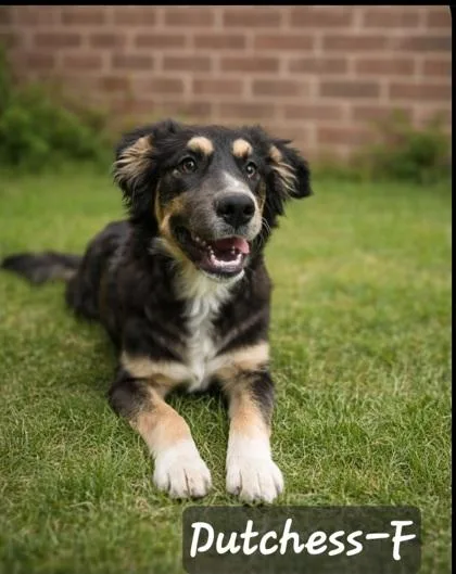 An adult medium-sized female Great Pyrenees dog named Duchess for adoption in Guntersville, AL