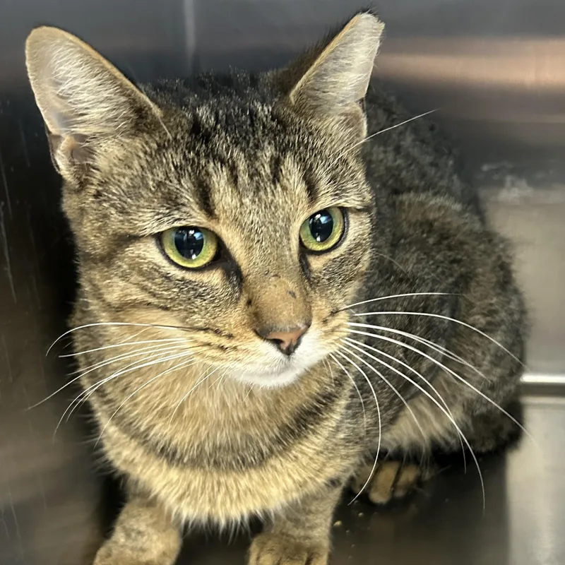 An adult medium-sized male Brown / Chocolate Domestic Short Hair cat named Don for adoption in Allegan, MI