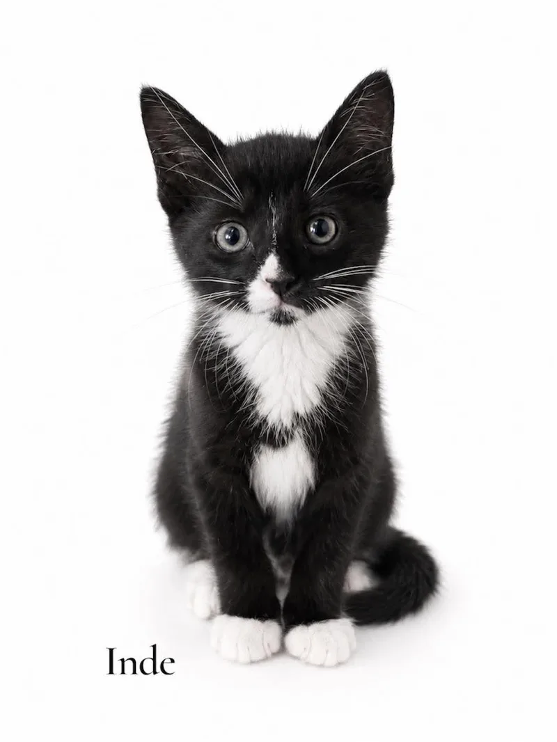 A baby medium-sized female Black & White / Tuxedo Domestic Short Hair cat named Inde for adoption in Stevensville, MI