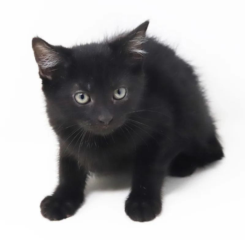 A baby small-sized female Black Bombay cat named Lia Knox our love for adoption in Bedford Hills, NY