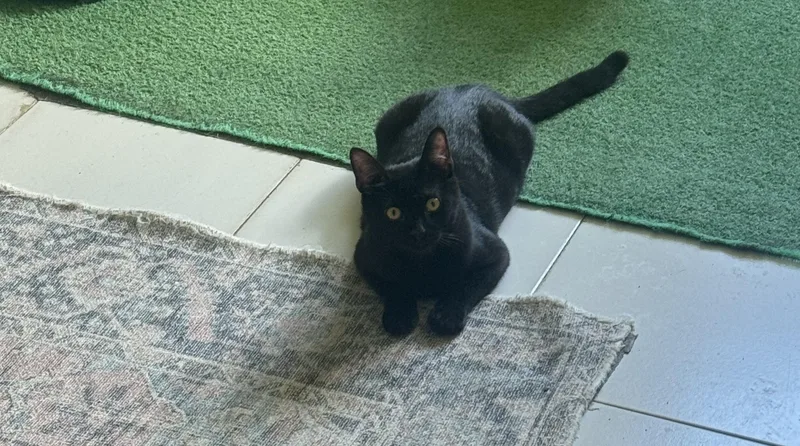 A young medium-sized male Black Domestic Short Hair cat named Little Foot for adoption in Columbia, SC