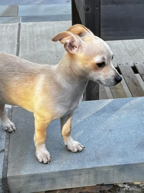 A baby small-sized female Chihuahua dog named Leche for adoption in Leonardtown, MD