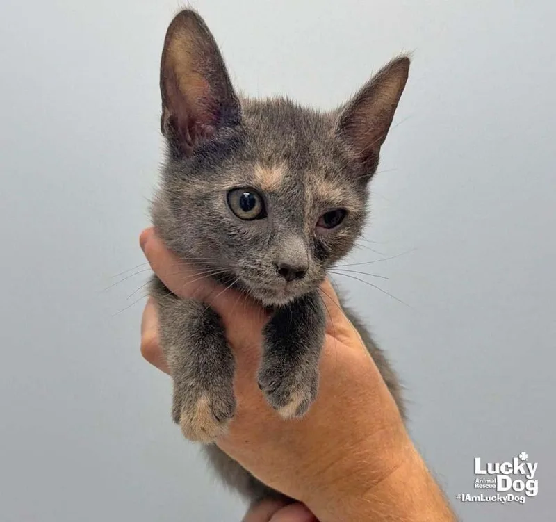 A baby medium-sized female Domestic Short Hair cat named Lumi for adoption in Washington, DC