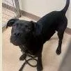 A young medium-sized male Black Mixed Breed dog named Jinu for adoption in St. Augustine, FL