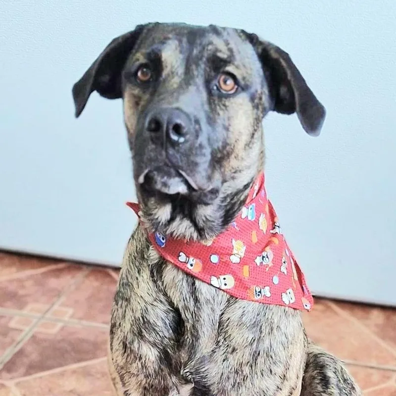 A young medium-sized female Brindle Labrador Retriever dog named Princess Sammy "a Very for adoption in New York, NY