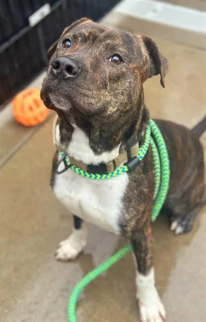 An adult medium-sized male Pit Bull Terrier dog named Folger for adoption in Sacramento, CA