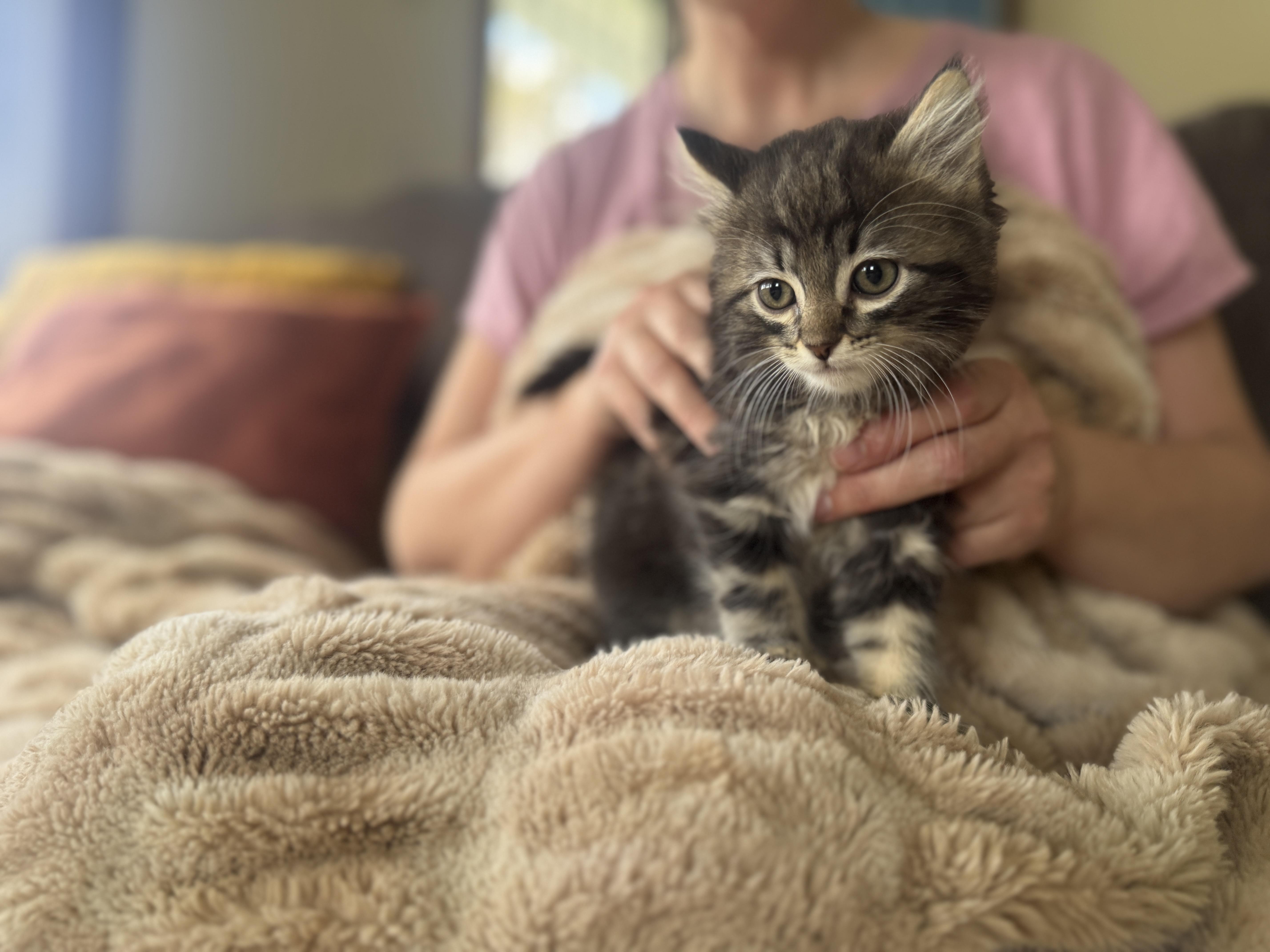 Millie Transport thumbnail 2