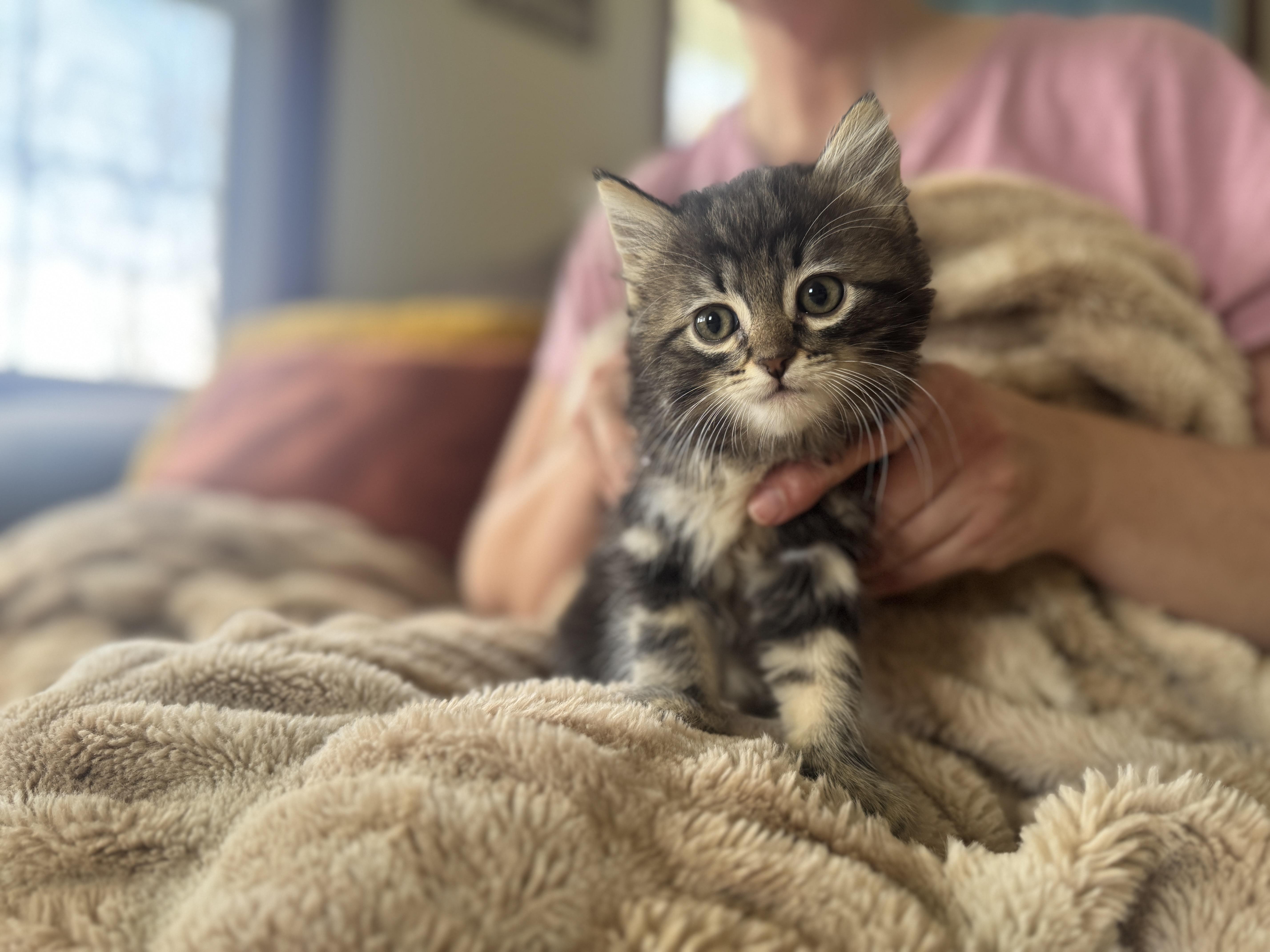 Millie Transport thumbnail 3