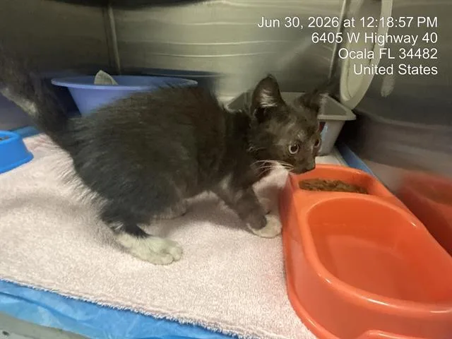 A baby small-sized male Domestic Short Hair cat named A for adoption in Ocala, FL