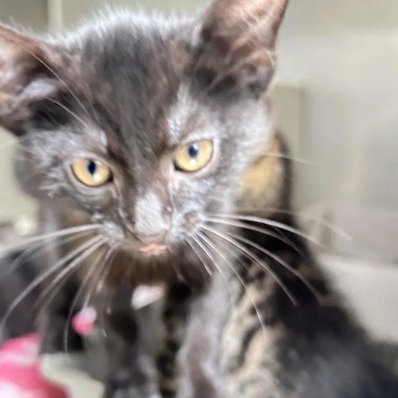 A baby small-sized female Domestic Short Hair cat named Reba McTire for adoption in Baltimore, MD