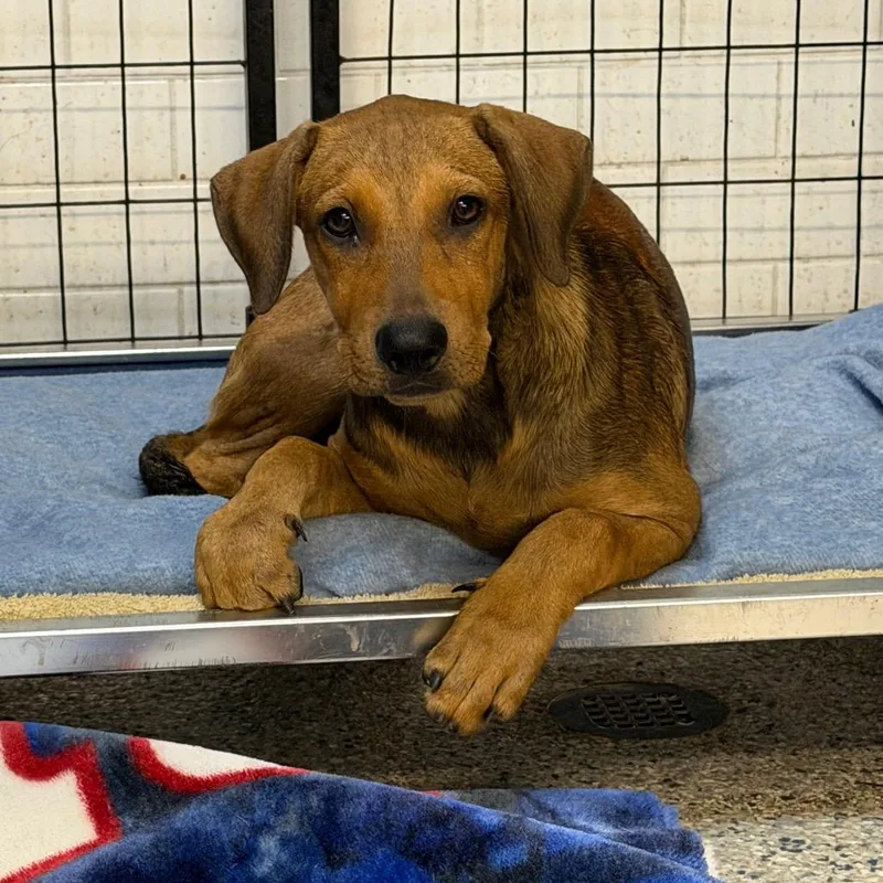 A young medium-sized male Terrier dog named Banks for adoption in Lauderhill, FL