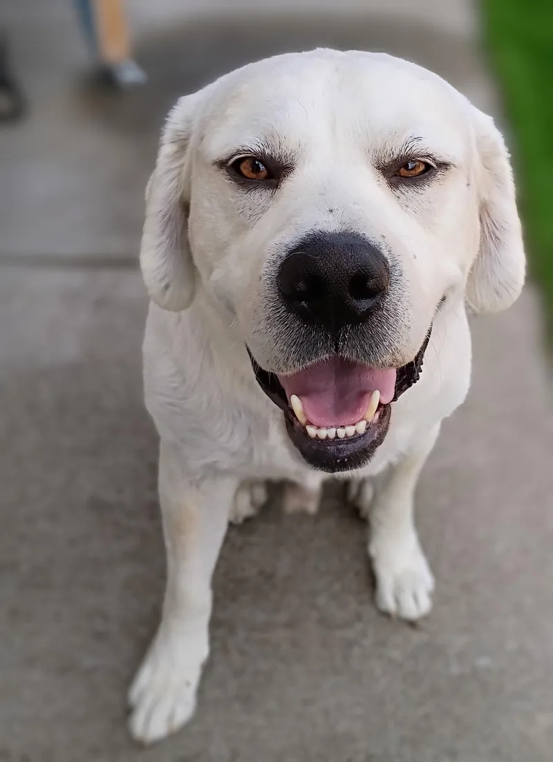 A senior large-sized male White / Cream Labrador Retriever dog named Olaf for adoption in Petaluma, CA