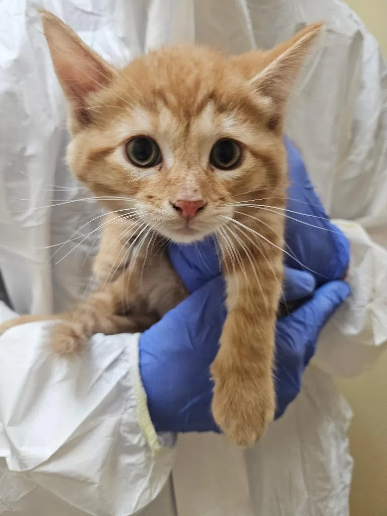 Mr. Worldwide Icc thumbnail 2