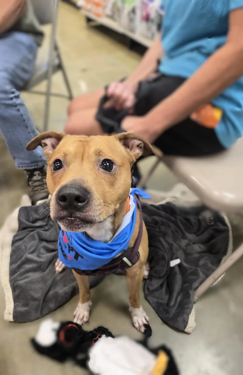 A young medium-sized male Boxer dog named Kane for adoption in Bowie, MD