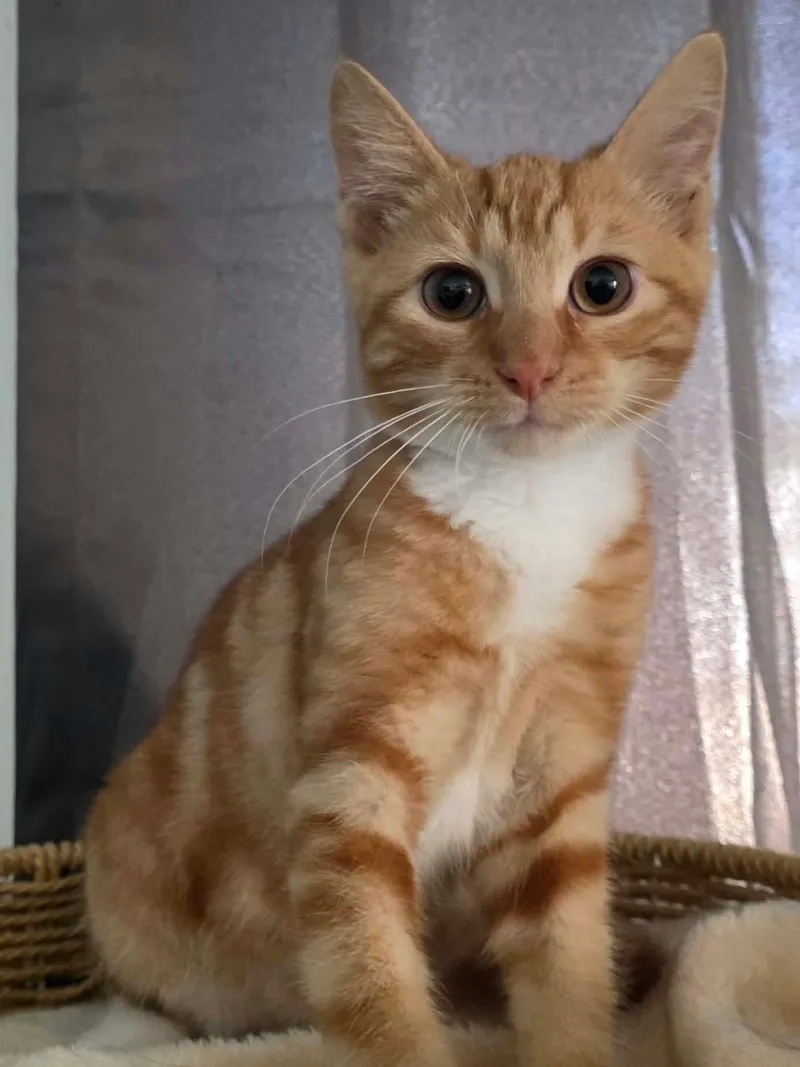 A baby small-sized male Orange & White American Shorthair cat named Sunny for adoption in East Orange, NJ