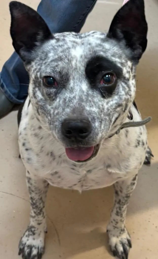 An adult medium-sized male Australian Cattle Dog / Blue Heeler dog named Spot for adoption in Elizabethton, TN