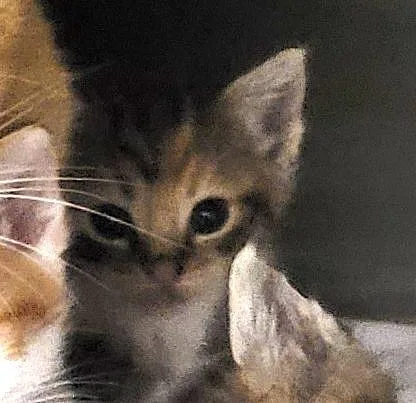 A baby small-sized female Domestic Short Hair cat named Huntress for adoption in Los Angeles, CA