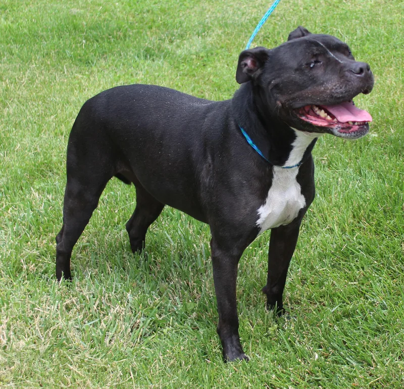 A senior medium-sized female Black Pit Bull Terrier dog named Allie for adoption in Heath, OH