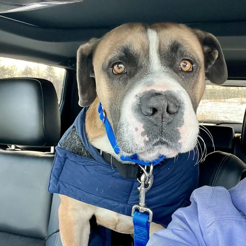 An adult large-sized female Brown / Chocolate Boxer dog named Mia for adoption in Dover, NH