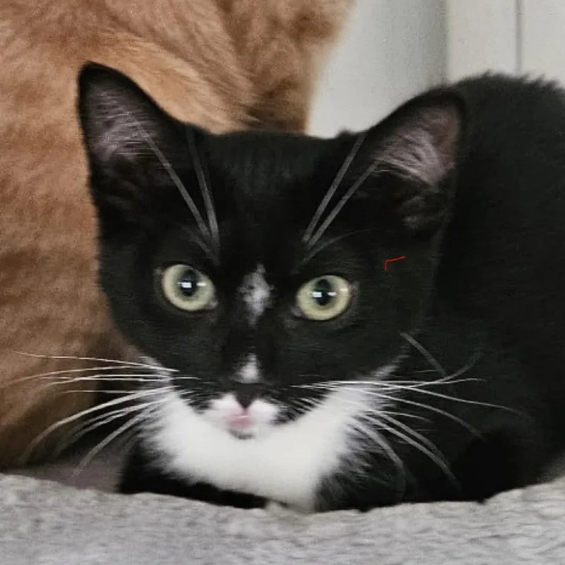 A young small-sized female Black Domestic Short Hair cat named Blaze for adoption in Los Angeles, CA