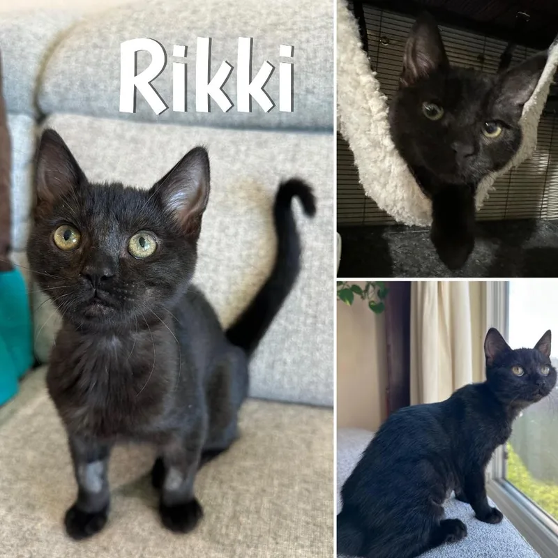 A baby small-sized female Black Domestic Short Hair cat named Rikki for adoption in Orangevale, CA