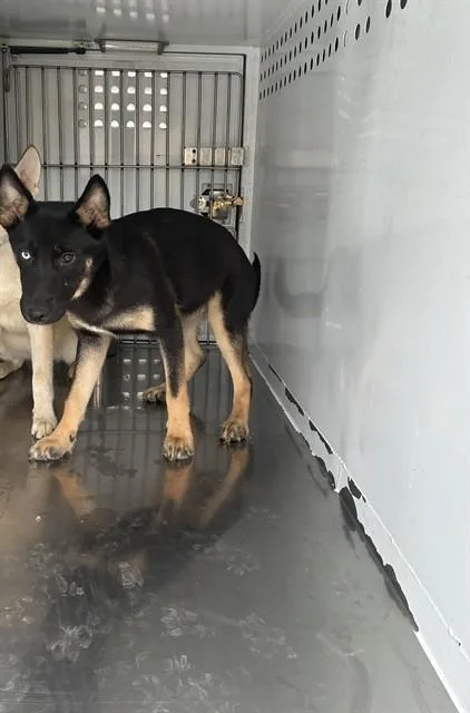 A baby small-sized female German Shepherd Dog dog named Bernadette for adoption in Stockton, CA