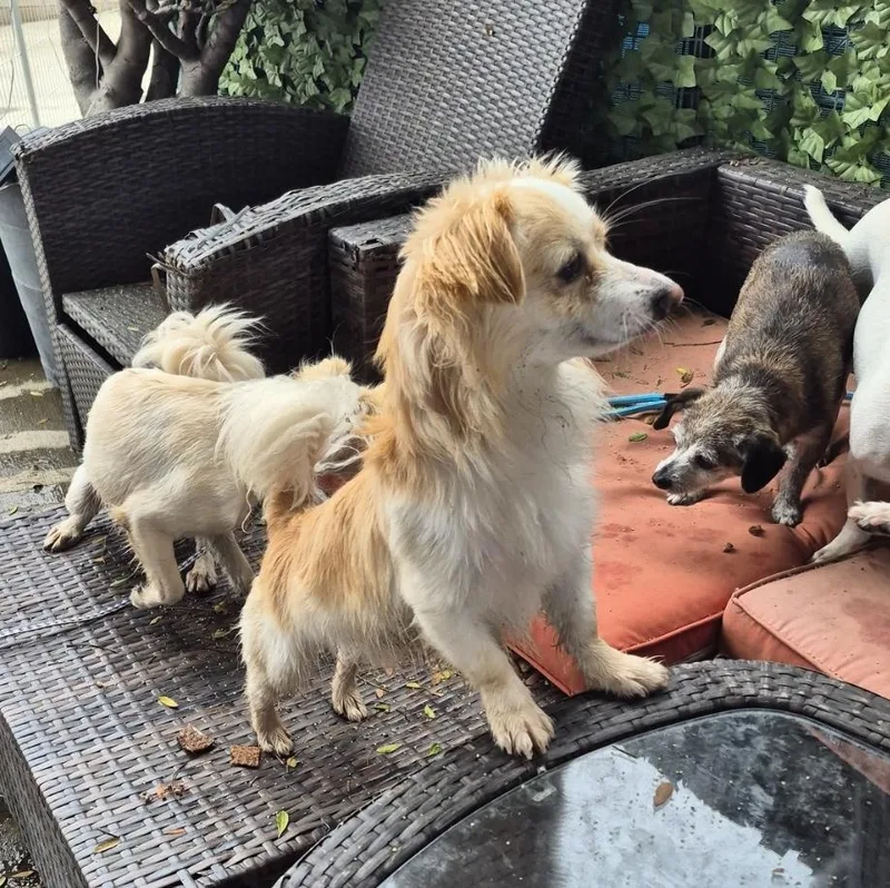 Starlight! thumbnail 4