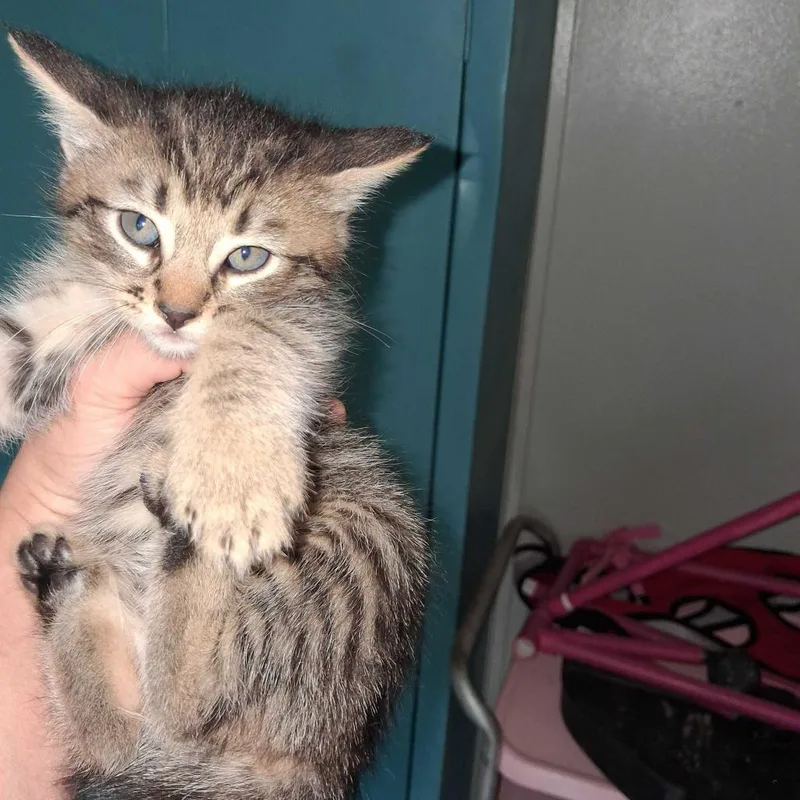 A baby small-sized male Domestic Short Hair cat named Scotty for adoption in Fayetteville, AR