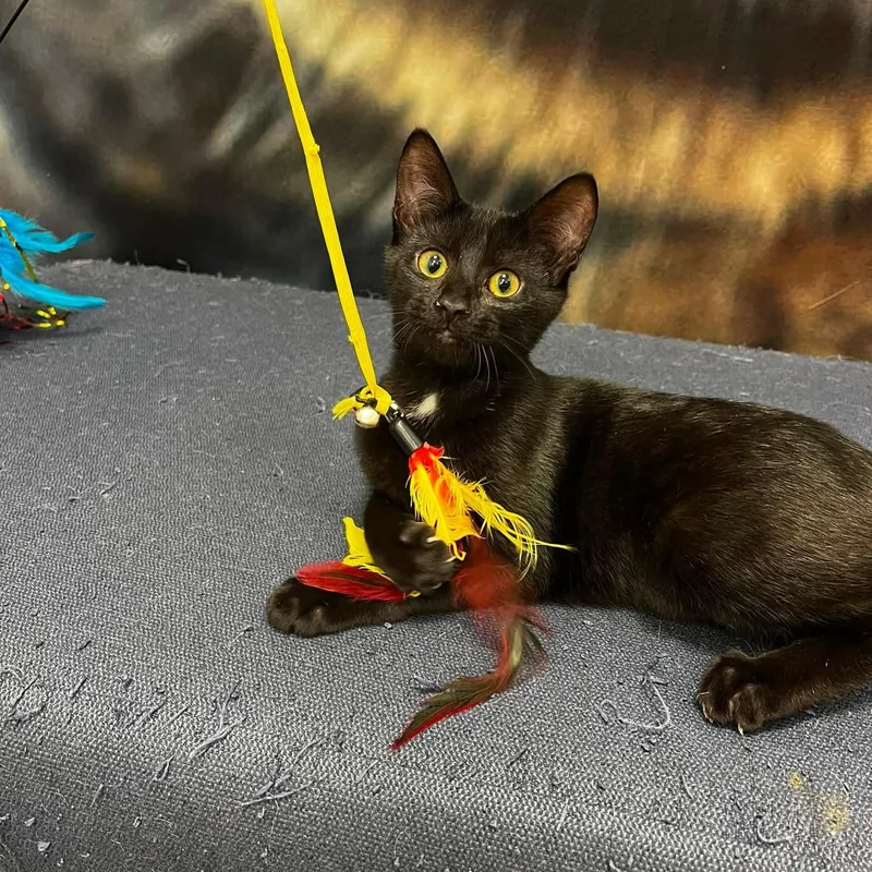 A baby medium-sized female Black Domestic Short Hair cat named Sparkleberry for adoption in Apex, NC