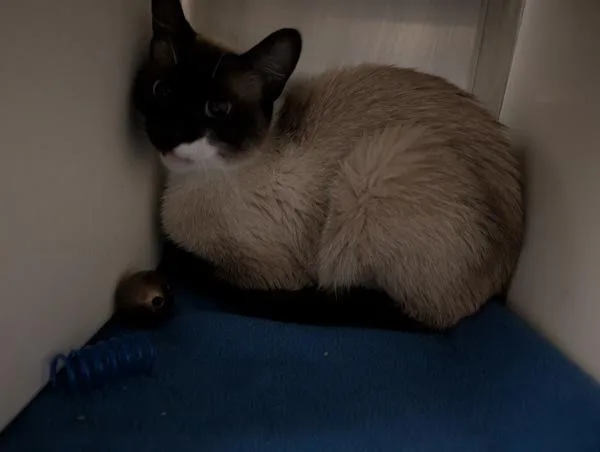 An adult medium-sized female Siamese cat named Ella for adoption in Des Moines, IA