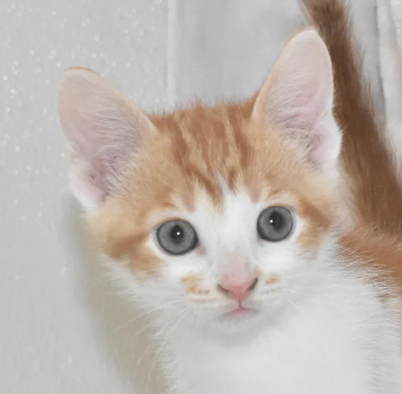 A baby large-sized male Domestic Short Hair cat named Sir Wiggleflame for adoption in Springfield, OH