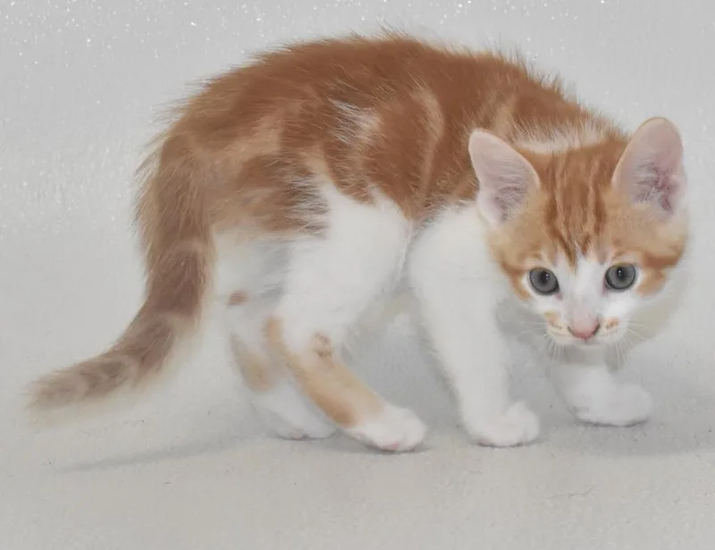 Sir Wiggleflame thumbnail 2