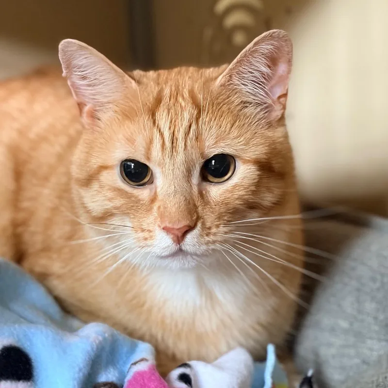 An adult large-sized male Buff / Tan / Fawn Domestic Short Hair cat named Sampson for adoption in Aldie, VA