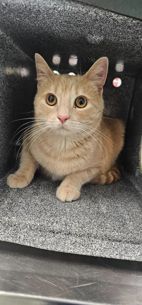 A young medium-sized male Domestic Short Hair cat named Sir Peaches for adoption in Athens, TN