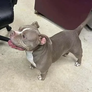 Dolly Pawton thumbnail 2