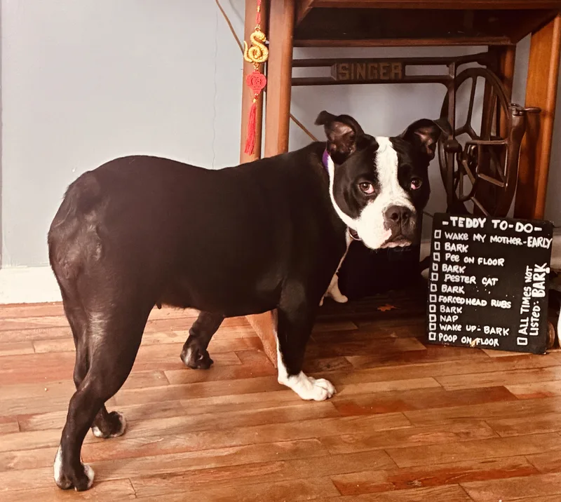 A young medium-sized female Boston Terrier dog named Boca for adoption in North Augusta, SC