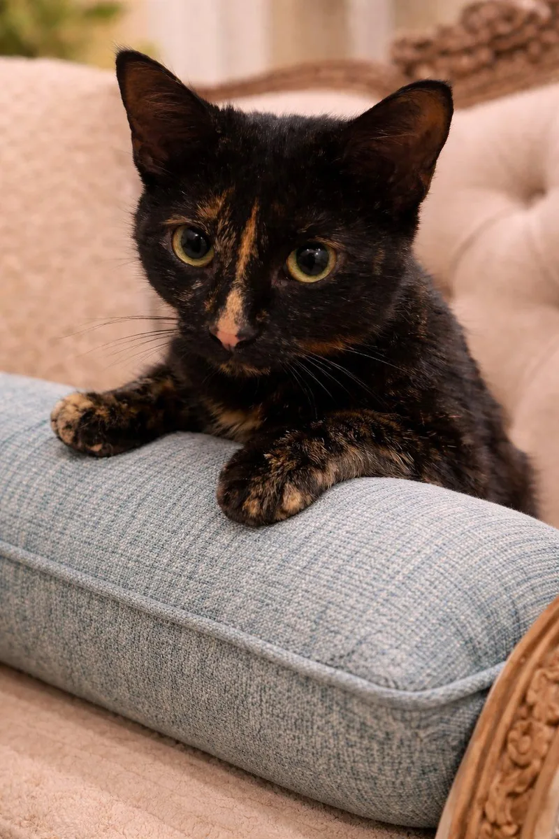 Torty thumbnail 2