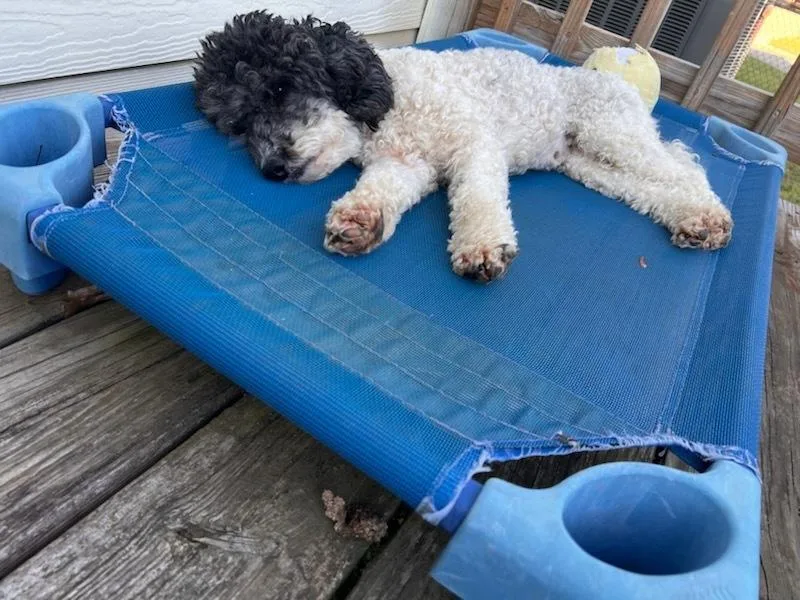An adult small-sized female Tricolor (Brown, Black, & White) Labrador Retriever dog named Mimi for adoption in Milton, GA
