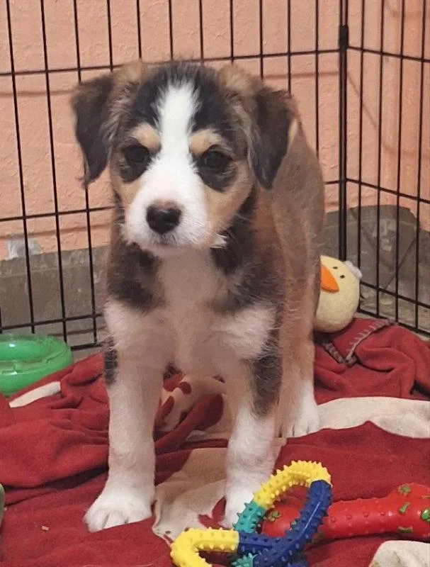 A baby medium-sized female Border Terrier dog named Wisp for adoption in House Springs, MO