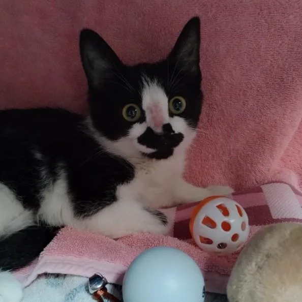 A baby small-sized female Domestic Short Hair cat named Lucky for adoption in Alameda, CA