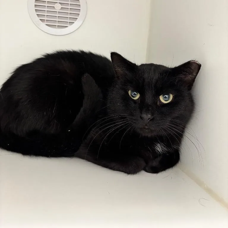A young medium-sized male Domestic Short Hair cat named Midnight for adoption in Fall River, MA