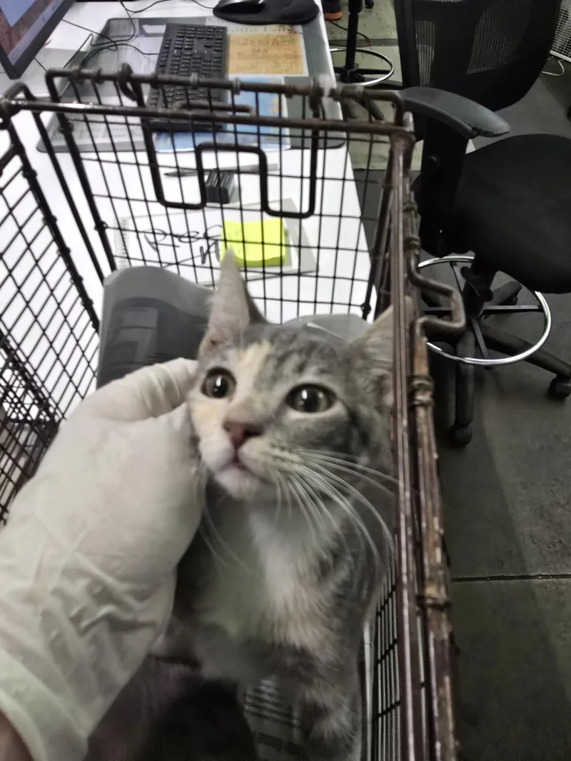 A baby small-sized female Domestic Short Hair cat named Reeces for adoption in Los Angeles, CA