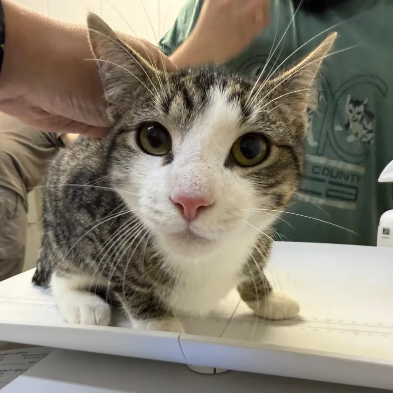 A young medium-sized male Gray / Blue / Silver Domestic Short Hair cat named Ginger for adoption in Perkiomenville, PA